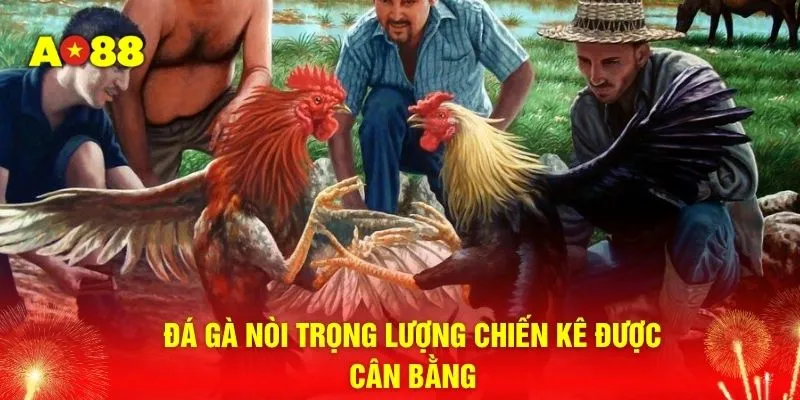 Đá gà nòi trọng lượng chiến kê được cân bằng 