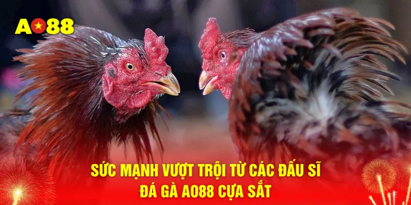 Sức mạnh vượt trội từ các đấu sĩ đá gà AO88 cựa sắt